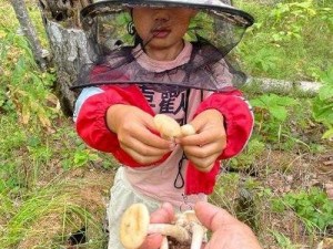 采毛菇的小姑娘，鲜嫩可口的野生菌