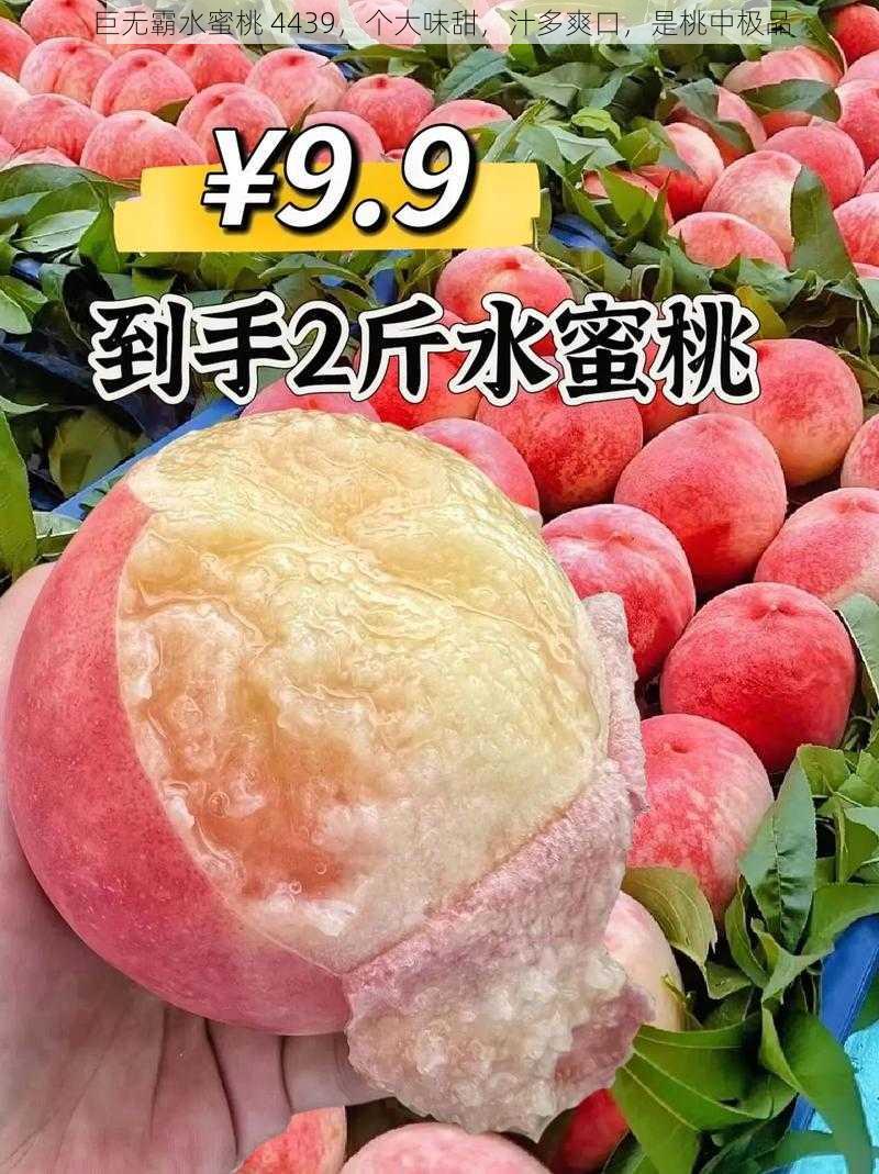 巨无霸水蜜桃 4439，个大味甜，汁多爽口，是桃中极品