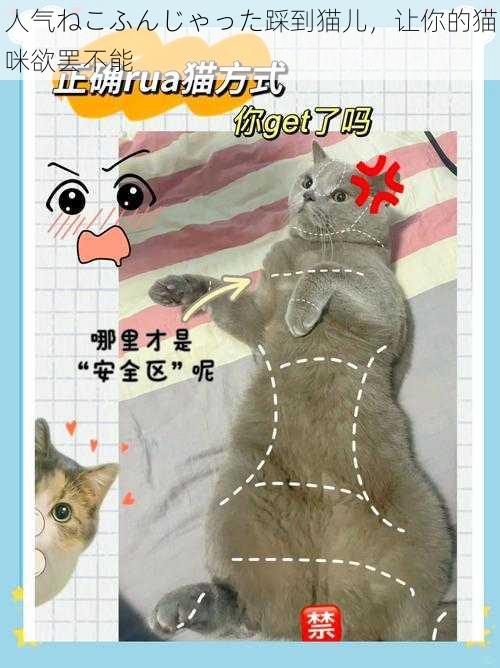 人气ねこふんじゃった踩到猫儿，让你的猫咪欲罢不能