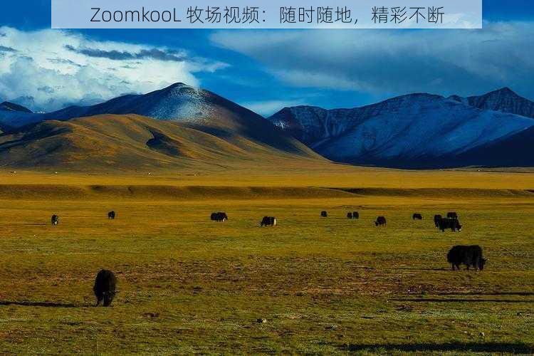 ZoomkooL 牧场视频：随时随地，精彩不断